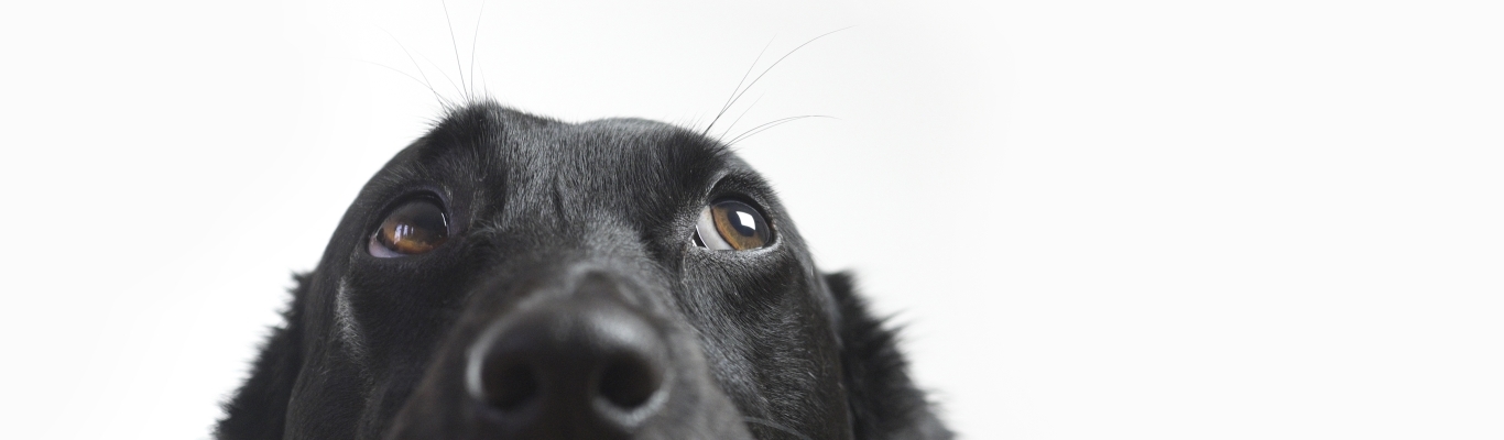 Close Up of Black Dog Nose and Eyes
